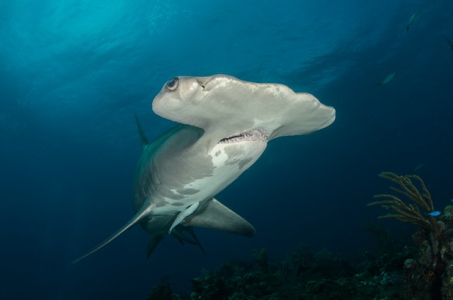 Unveiling Florida’s Hidden Gem: The Secret Hammerhead Shark Nursery