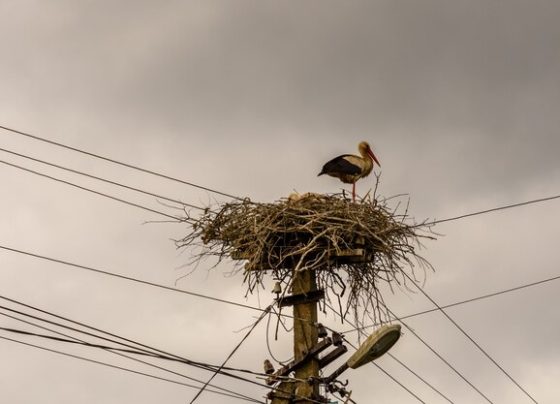 Power Line Risks