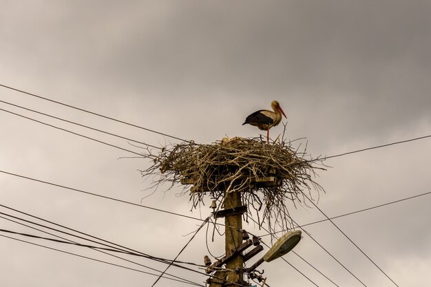 Bird Conservation Challenges: Addressing Power Line Risks