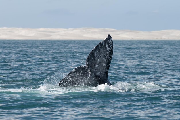 Ancient Oceanic Colossus: Secrets of Prehistoric Whales