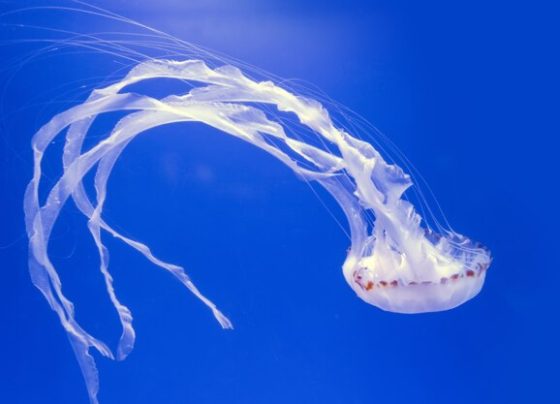 Jellyfish