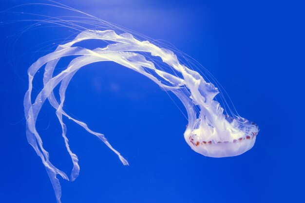 Mesmerizing Beauty: Scientific Insights into Jellyfish Lifecycles