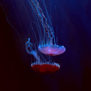 Jellyfish 