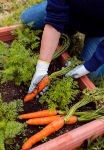 gardening