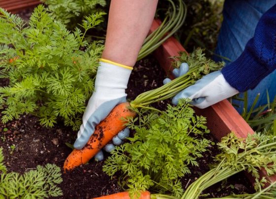 gardening