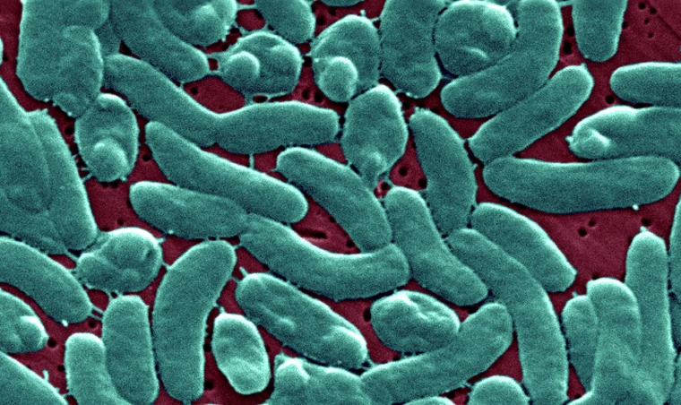 Facing Flesh-Eating Bacteria’s Potential Encounter