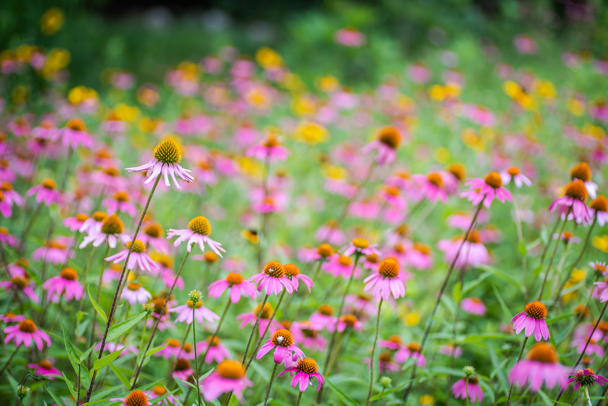 Mastering Heat-Proof Gardening: Ruth Stout’s Organic Techniques