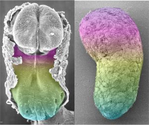 Embryo Replicas