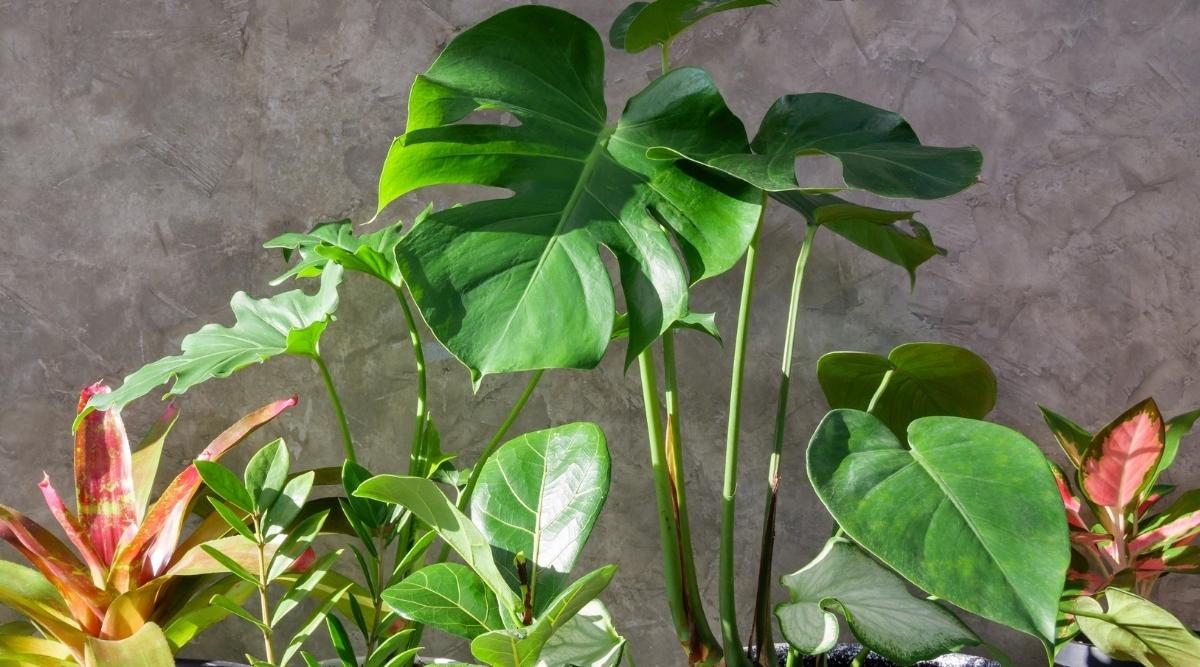 Safeguarding Toddlers from Toxic Houseplants: Expert Tips