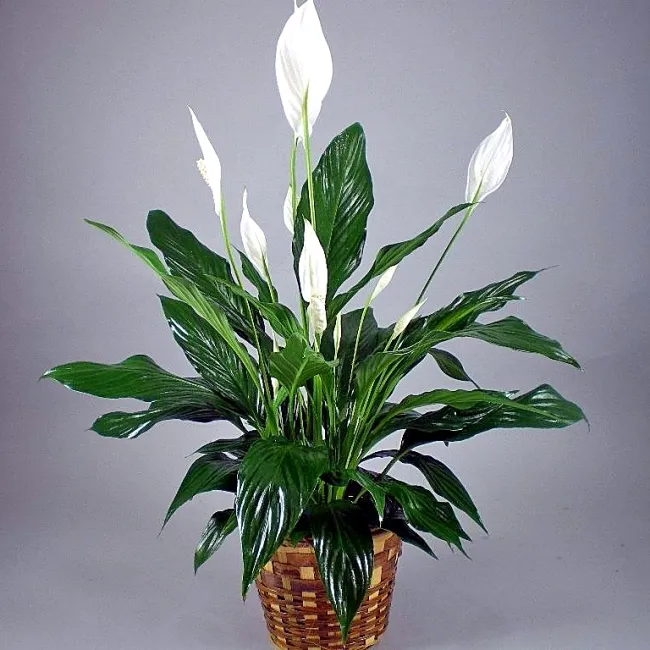 Peace Lily Care Handbook: Insights from Piet Oudolf’s Naturalistic Approach