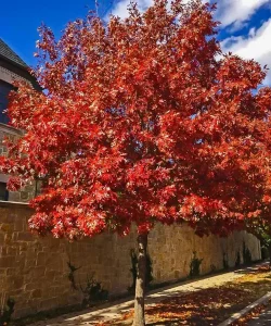 Foliage Transformation