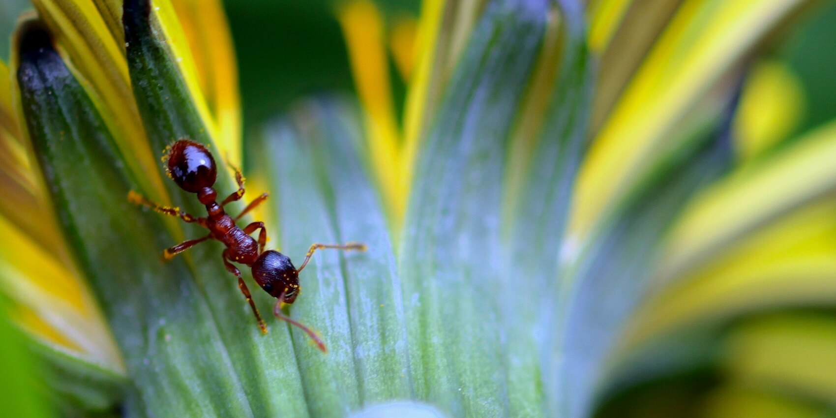 Ants in Gardening: Benefits, Management, and Sustainable Practices