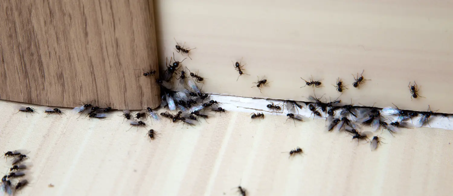 Tenant’s Rights: Dealing with Bugs Infestation and Landlord Responsibilities