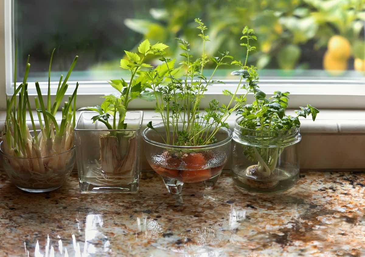 Successful Herb Growth Anywhere: Unlocking Herb Magic Without a Garden