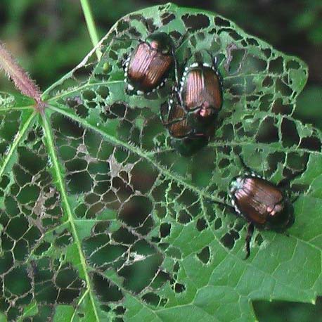 Mastering Early Pest Detection for a Thriving Garden