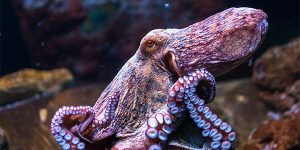 Octopuses and Squid