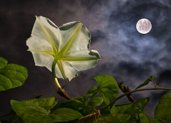 Moonlit Gardens