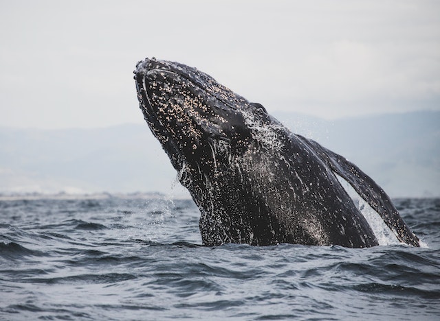 Uncovering Evidence of a Colossal Whale Rewriting History Books