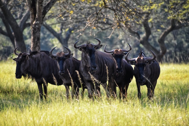 Nurturing Nature Conservation Efforts for Black Wild Bulls