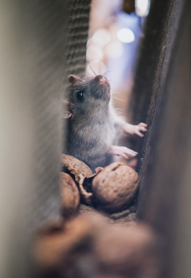 Tickling the Mind: Scientists Find the Brain’s ‘Play Spot’ in Rats