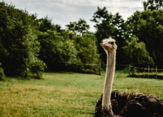 Ostrich