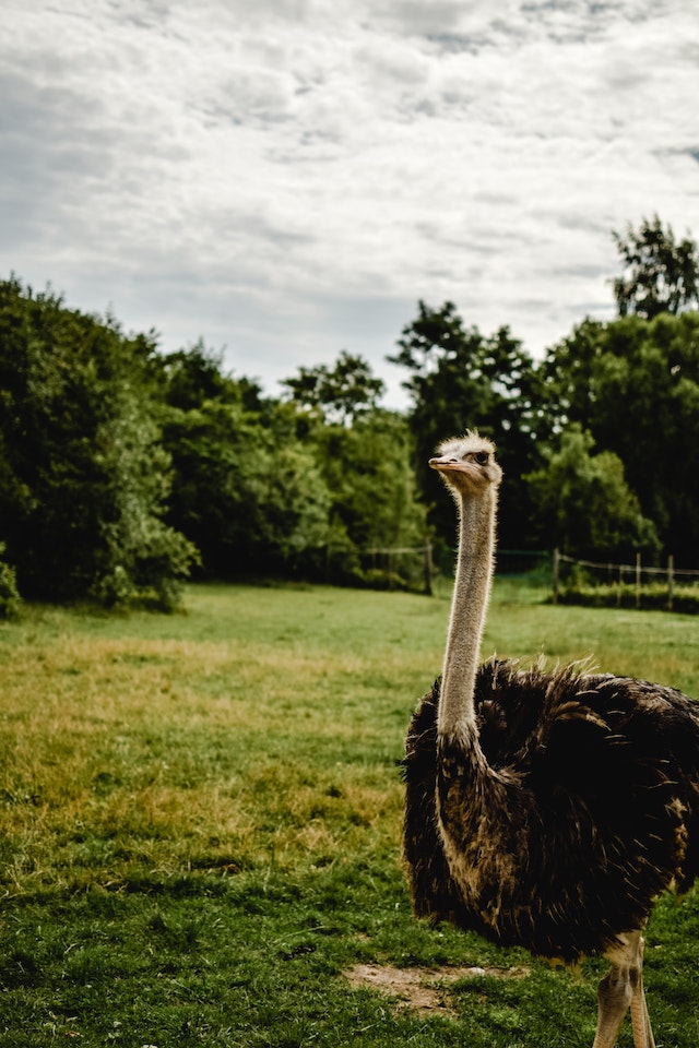 Ostrich Farming’s Benefits, Drawbacks, and Ethical Dilemmas