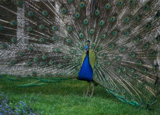 Peacock