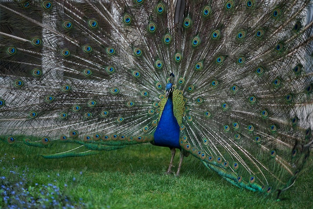 Peafowl vs. Peacock Terminology and Species Differences