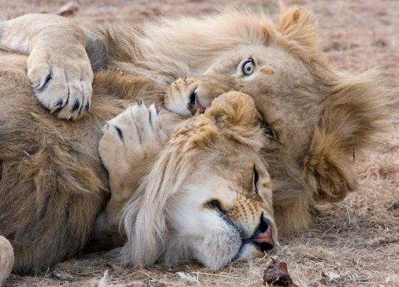 Lions