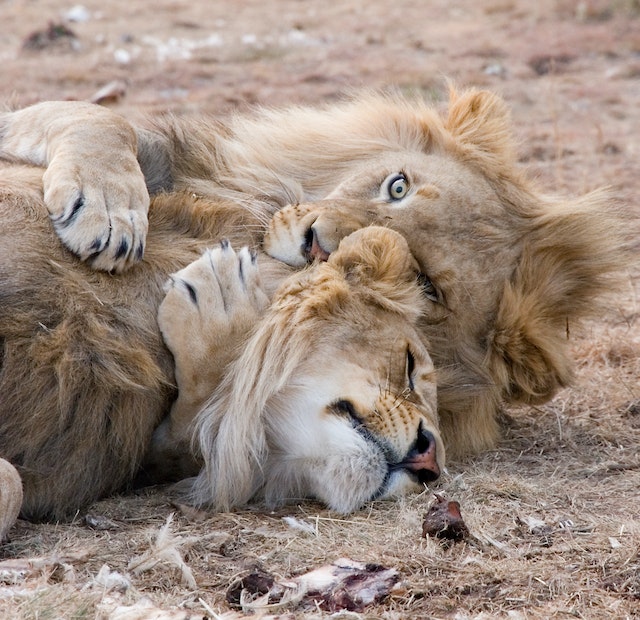 Simba’s Journey From Cub to King of the Pride Lands