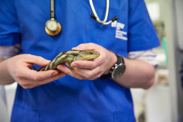 Inside a Veterinarian’s Day Cuddles, Check-ups, and Skills