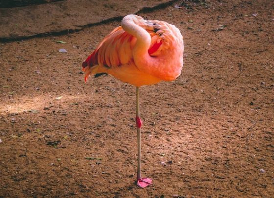 flamingo