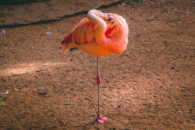 Flamingo Diversity Species and their Adaptations Around the Globe