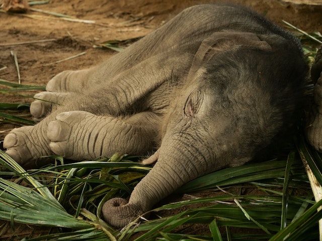 Beyond the Safari Exploring Elephants Up Close and Personal