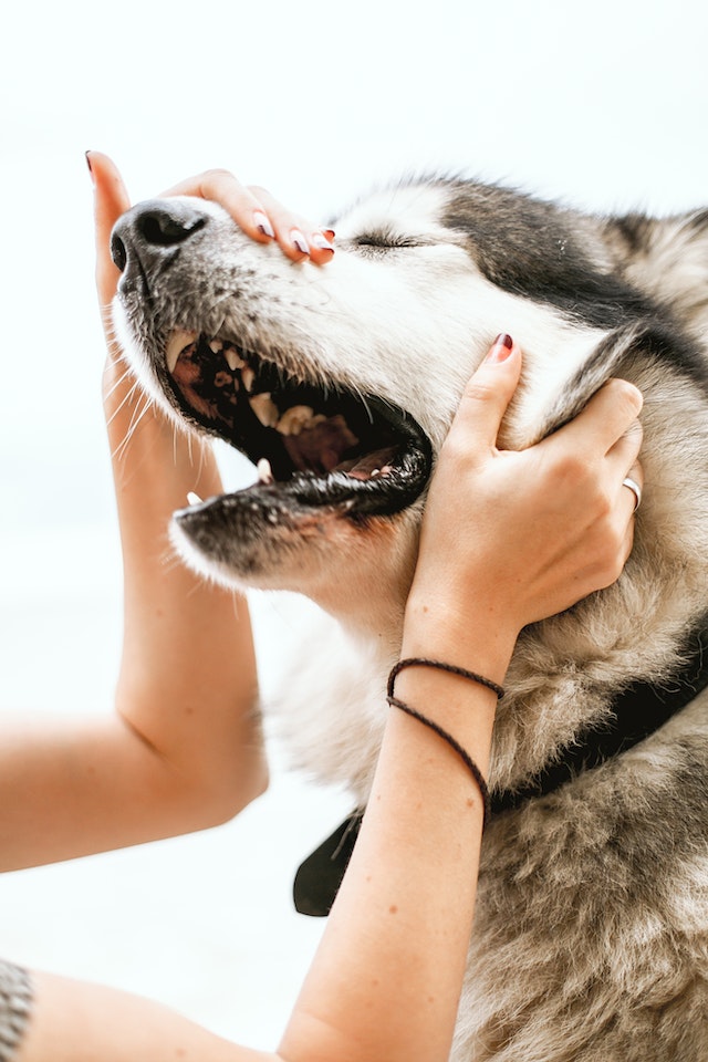 Transformative Journey of Shelter Dogs with ‘Let’s Raise the Woof