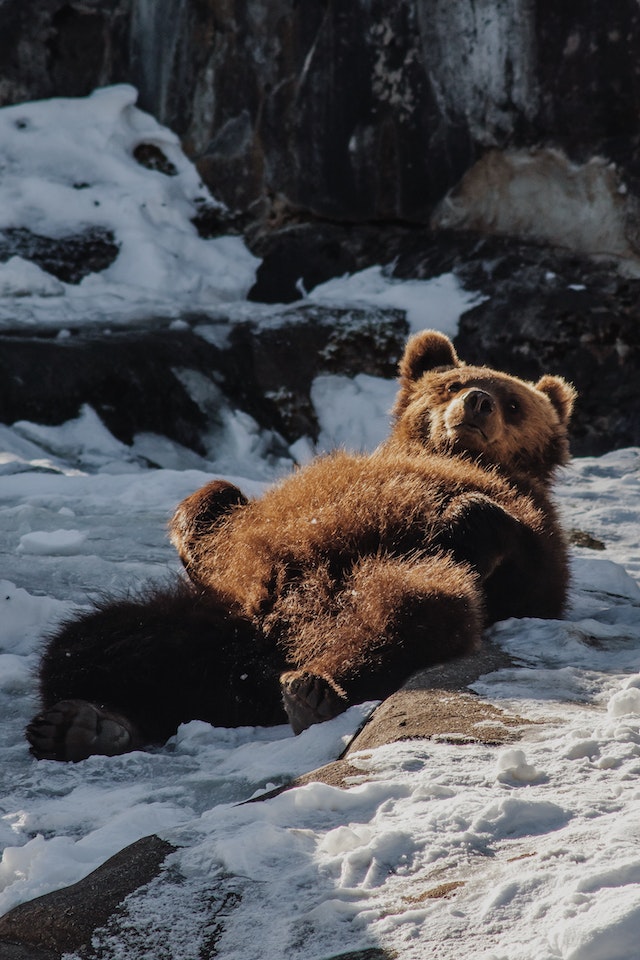 From White Fur to Playful Nature Charms of Snowbears