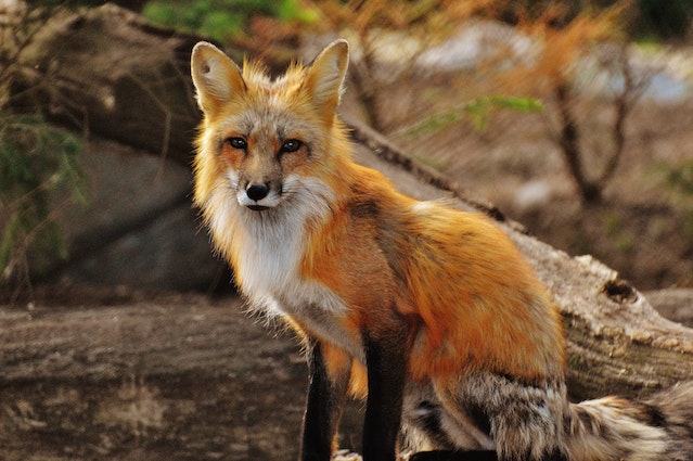 Outwitting Predators Clever Foxes Stay Ahead in Survival