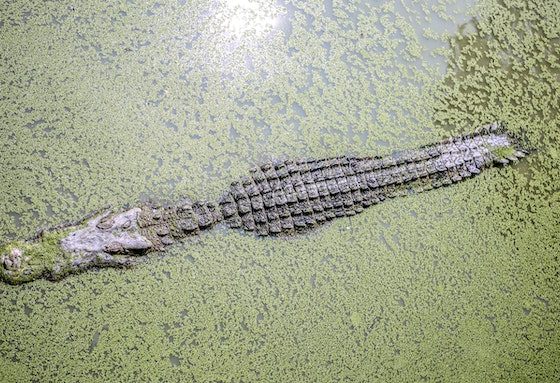 Crocodile