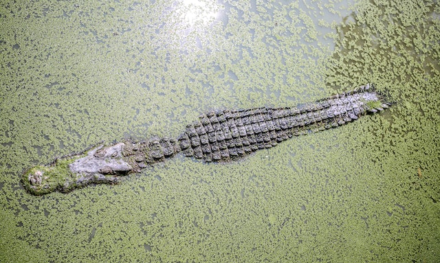 Crocodile Evolution’s Impact on Ecosystems An Exploration