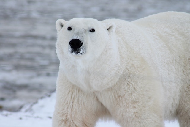 Unlocking Polar Bear Ages with Blood Analysis