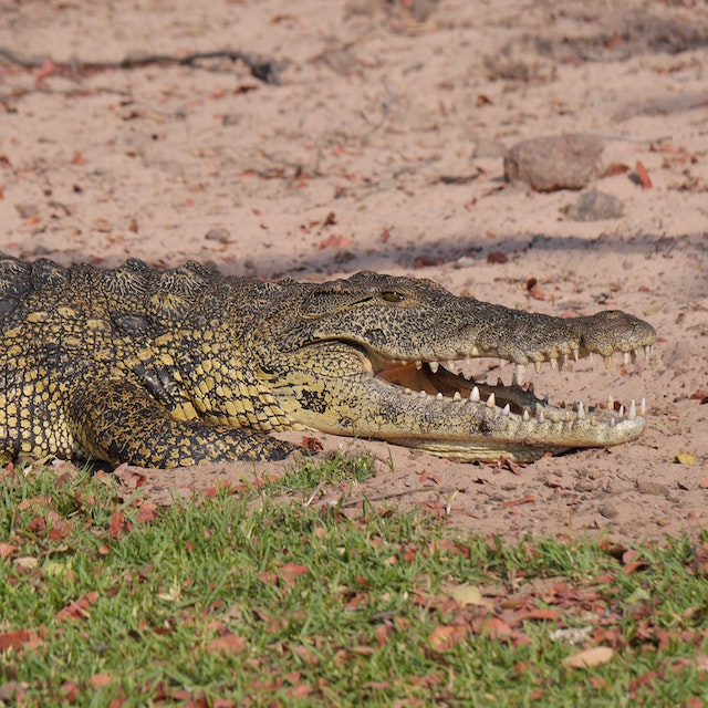 Hushed in the Wild: The Astonishing Act of Crocodile Eavesdropping