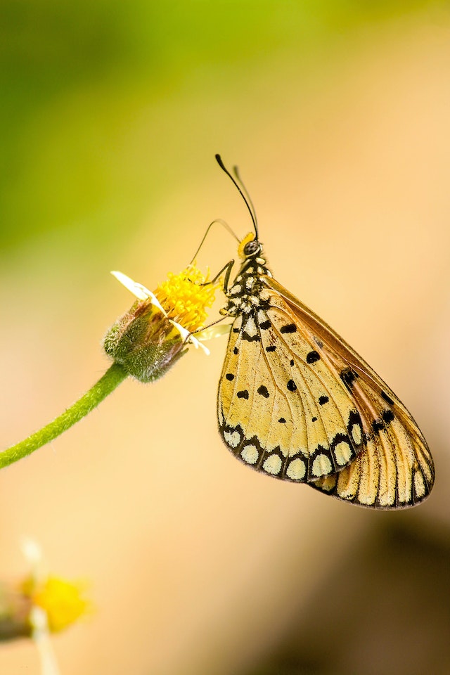 Protecting Butterflies How to Contribute to Conservation Efforts