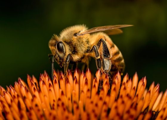 Bee Fly