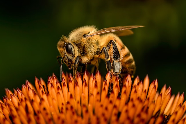 Bee Colony Dynamics Social Hierarchy and Interactions