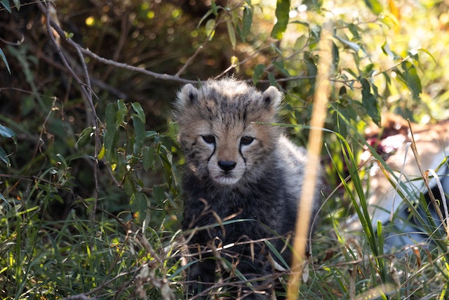 Endearing Bond Between Humans and Baby Cubs