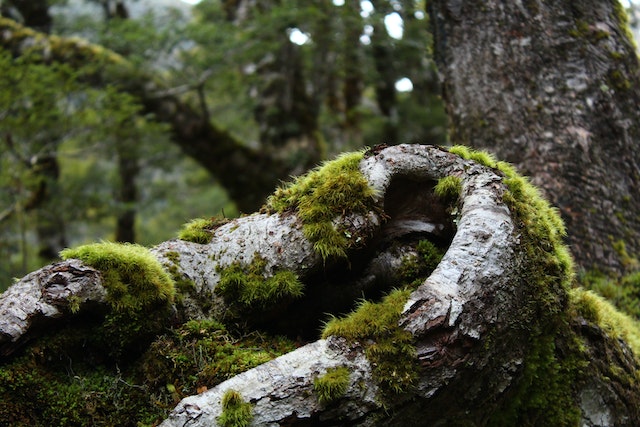 Ancient Survivor: Earth’s Oldest Moss and Its New Threat