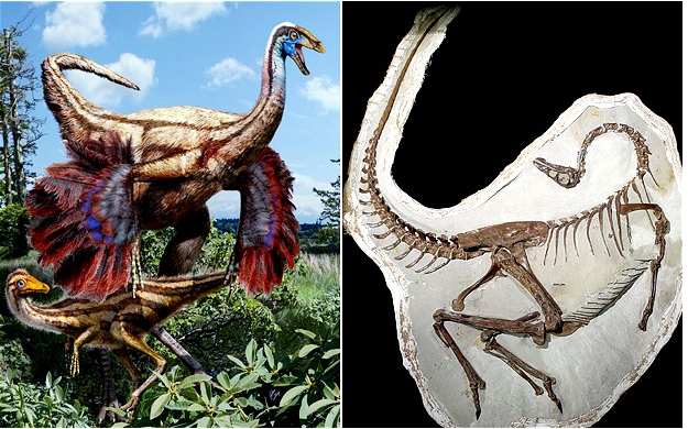 Dinosaur Discovery: Long Legs Rewrite History of Birdlike Creatures