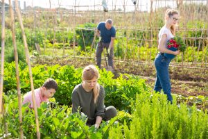 Homesteading