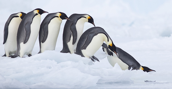 The Plight of Emperor Penguin Chicks: A Climate Crisis