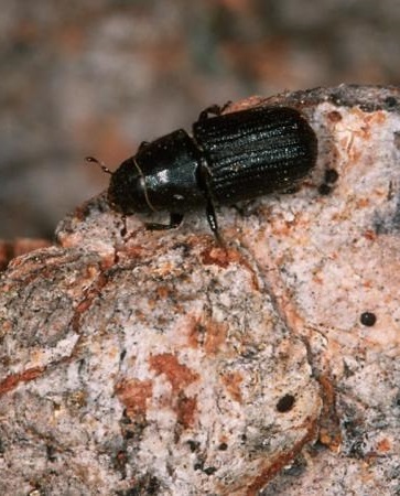 The Silent Dialogue: Fungal Signaling in Bark Beetle Infestations